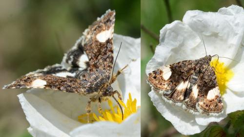 Réf. 204 568 : Tyta luctuosa
